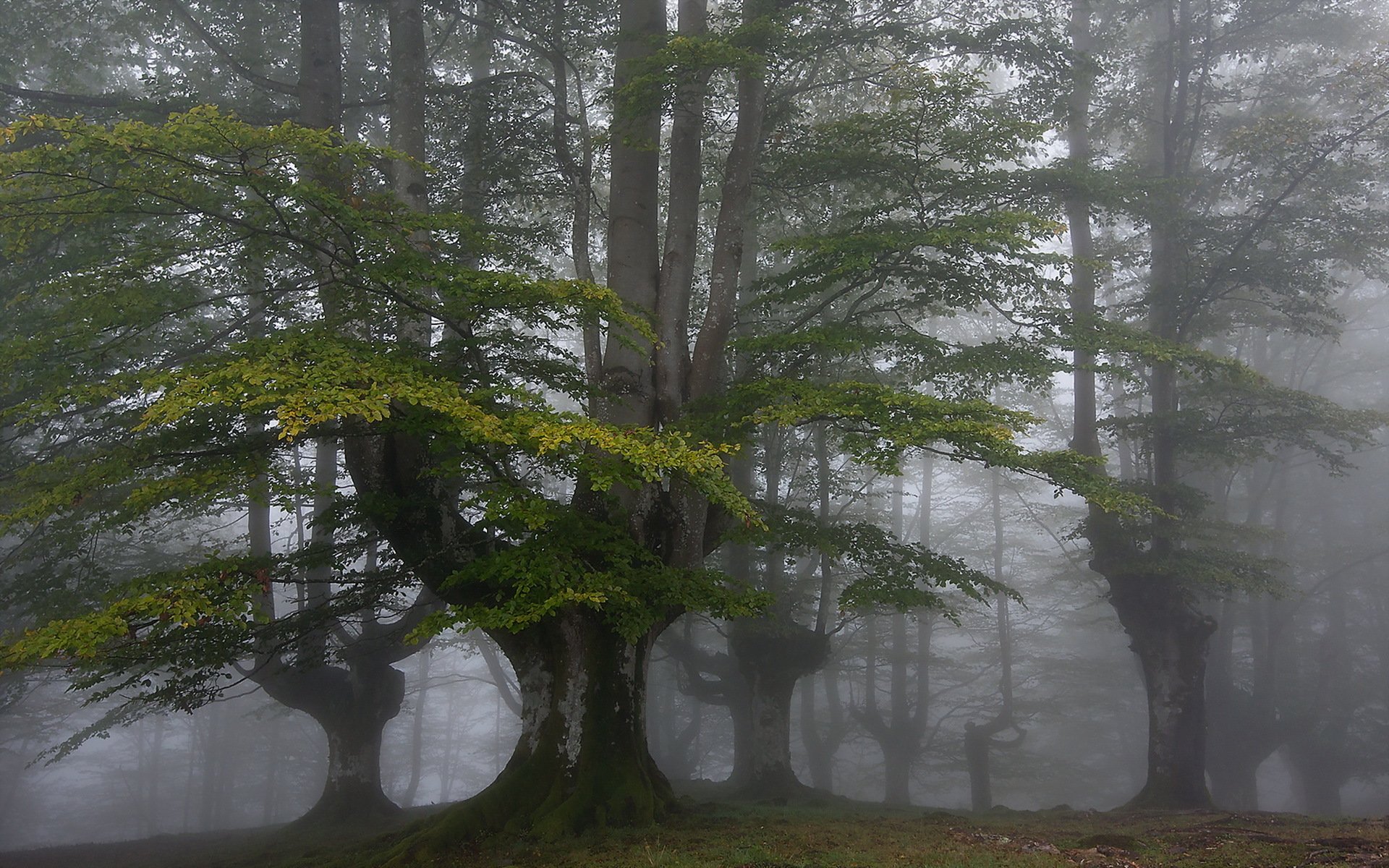 forêt brouillard nature paysage