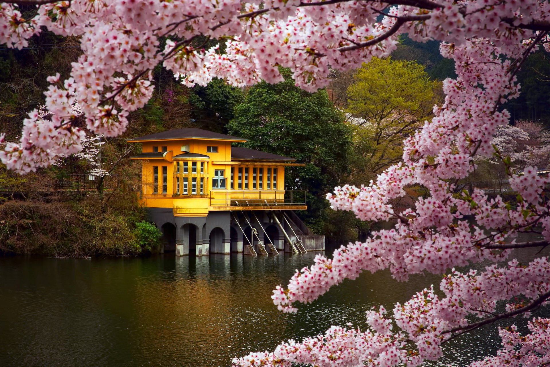 japon île de honshu préfecture saitama moroyama printemps avril maison lac kamakita branches sakura couleur