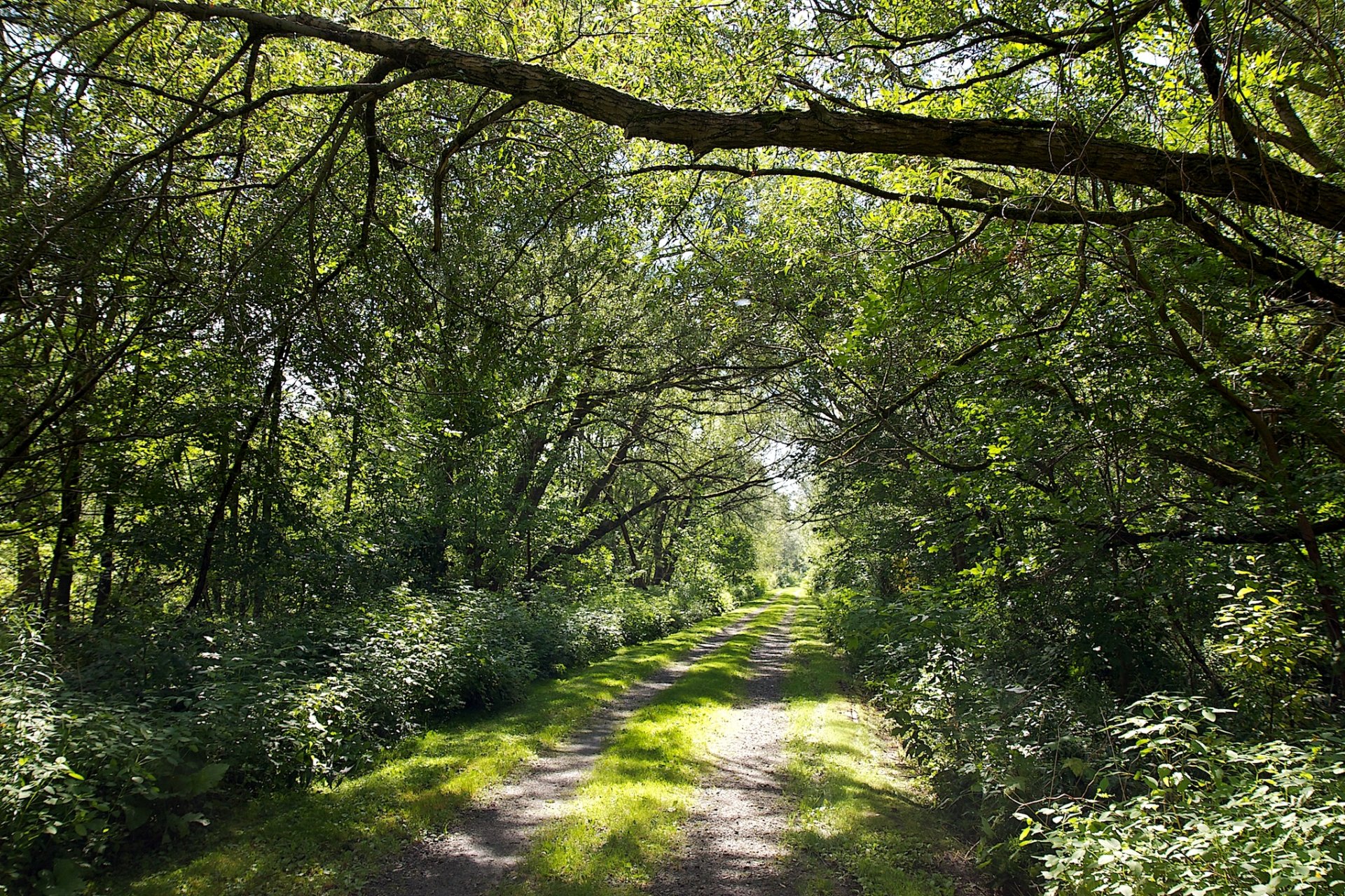 road forest tree foliage light sun summer