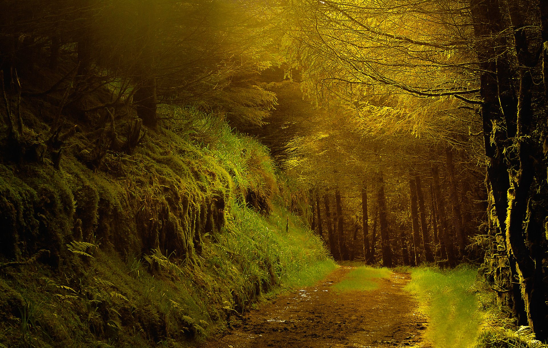 forêt soirée route arbres automne