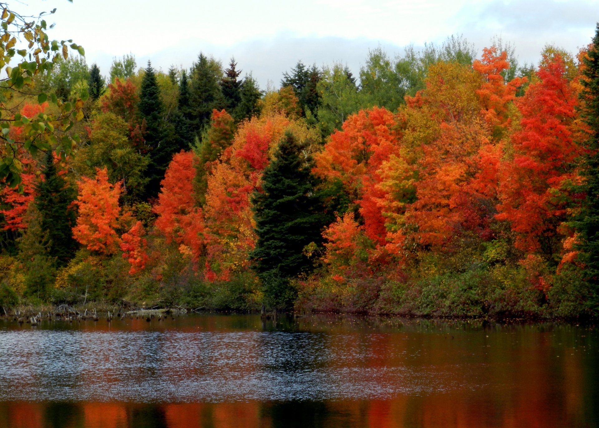 cielo bosque río árboles otoño