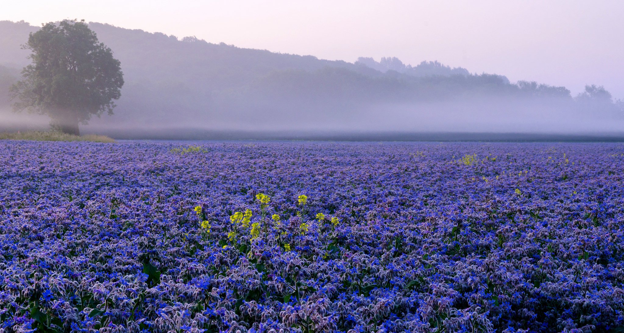 ky hills fog tree the field plantation flower