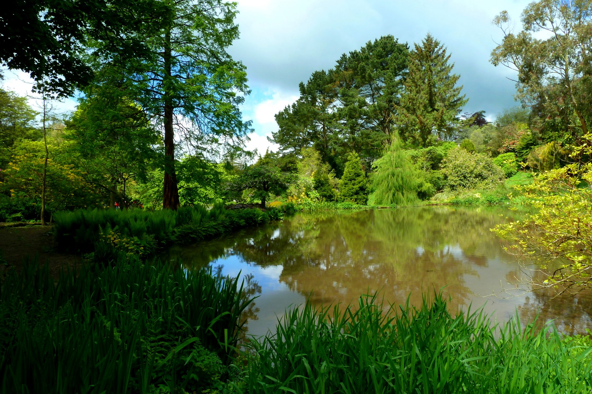 bosque parque árboles lago estanque