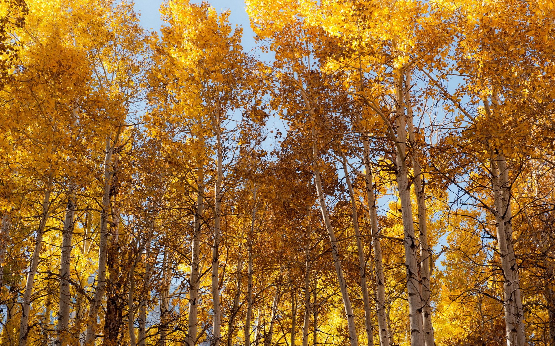 bäume herbst natur