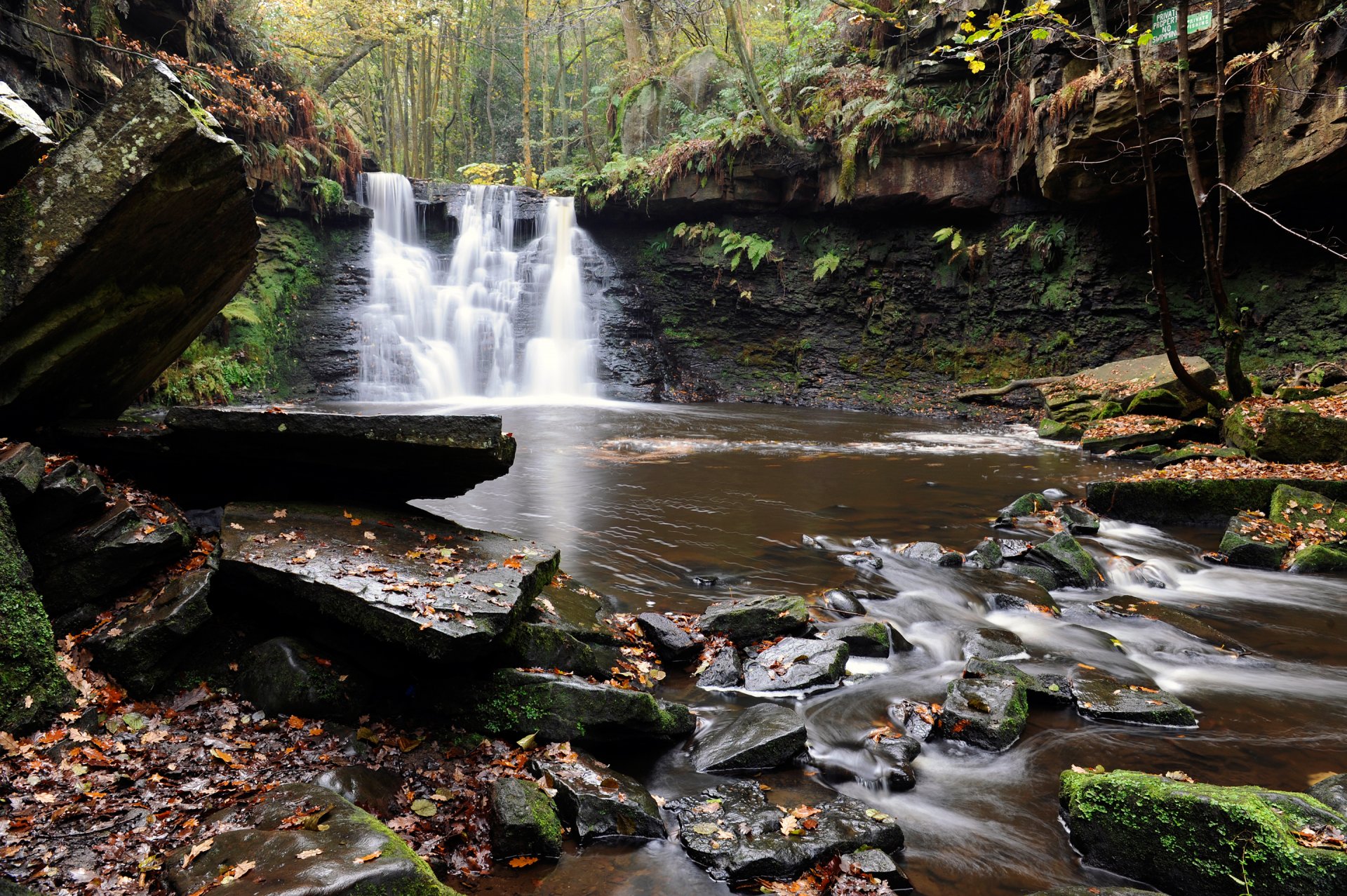 forest tree river creek feed stones waterfall leaves autumn