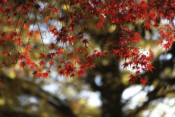 Maple crimson pleases with brightness