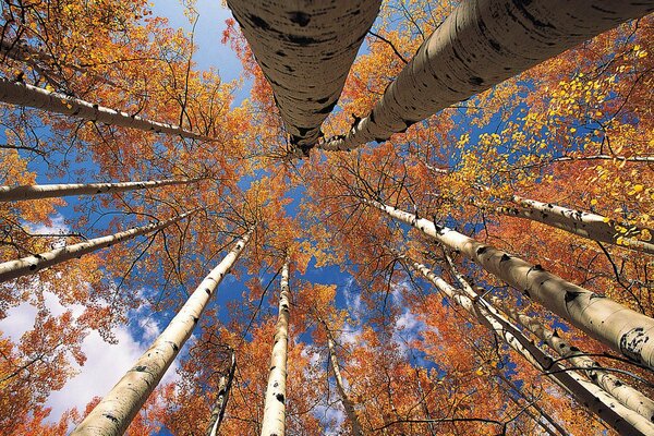 Photo of autumn landscape with sky