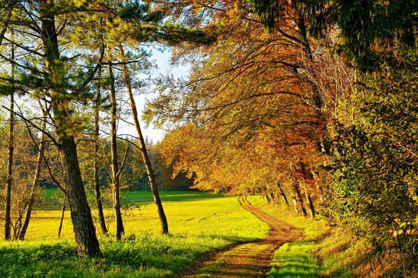 Camino en el bosque de otoño en un día despejado