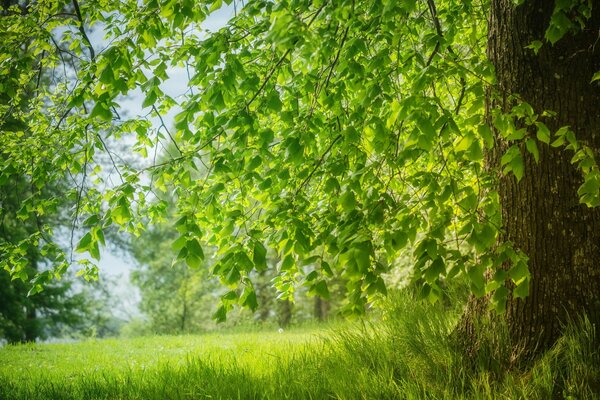 Regardez le monde à travers le voile vert des feuilles de l arbre