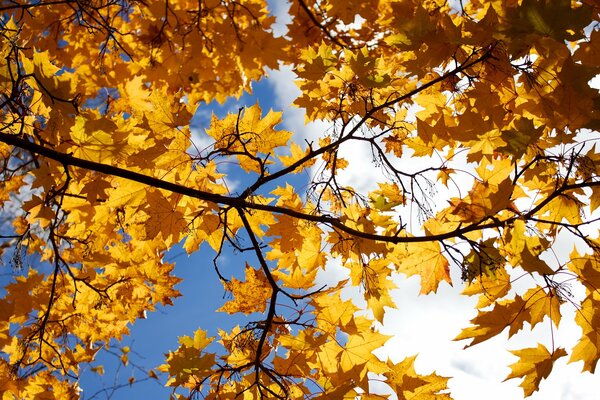 Желтые кленовые листья на фоне неба