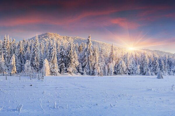 Paisaje de invierno. Árboles de Navidad cubiertos de nieve