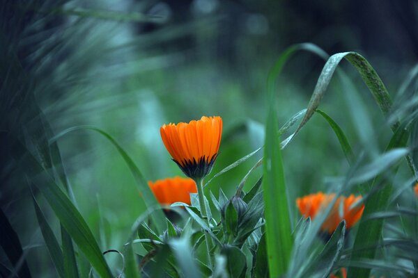 Marigolds are beautiful in the meadow