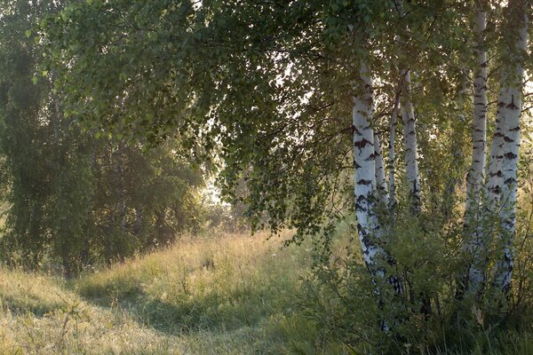 White birches in the fog on a sunny morning