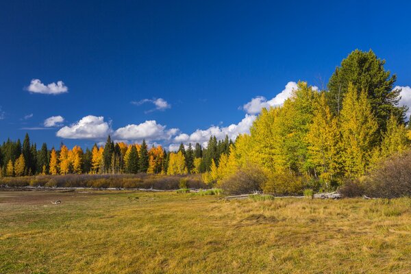 Jesienne drzewa w parku narodowym Wyoming