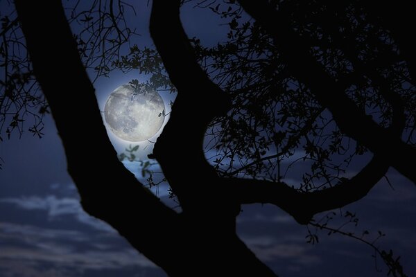 Paysage de nuit. La lune est visible à travers les branches d un arbre