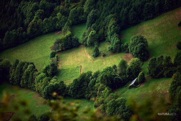 Fond d écran avec la pente des arbres, nature d été