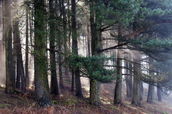 I raggi del sole del mattino si fanno strada attraverso la fitta chioma degli alberi