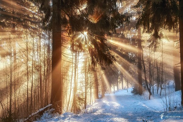 Winterwald in der Sonne