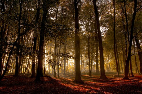 Los rayos del sol apenas se abren paso a través de las densas copas de los árboles