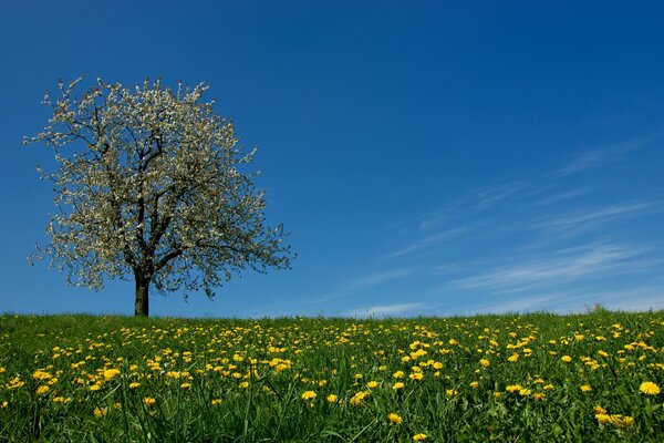 A field of yellow dandelions with a blooming spring tree