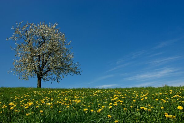 Campo di tarassaco giallo con albero primaverile in fiore