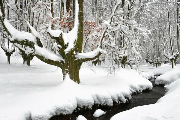 Río en el bosque de invierno hermosa naturaleza