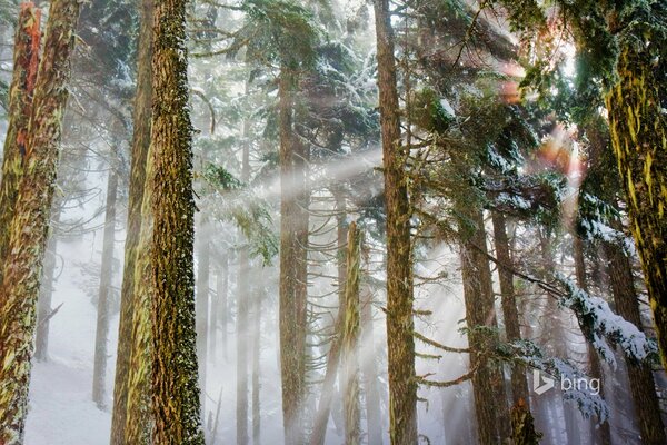 El sol se abre paso a través de los árboles en el bosque de invierno