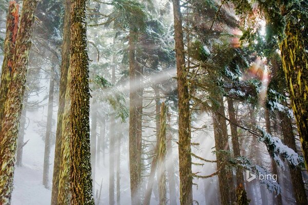 Le soleil se fraye un chemin à travers les arbres dans la forêt d hiver