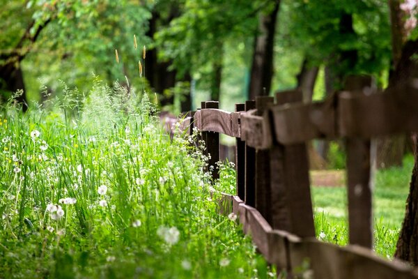 Gesättigtes Sommergrün am Zaun