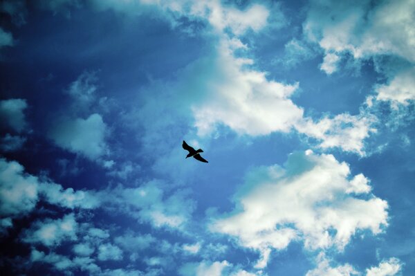 Чайка парящая в облачном небе