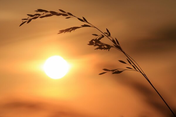 A lonely spikelet on the background of sunset