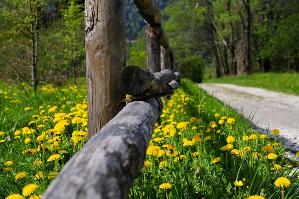 Campo di tarassaco vicino a una strada di campagna