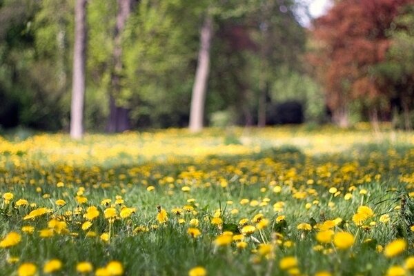 Fiori gialli in estate in una radura della foresta