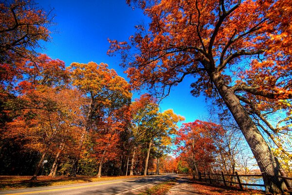 Strada asfaltata attraverso la foresta autunnale