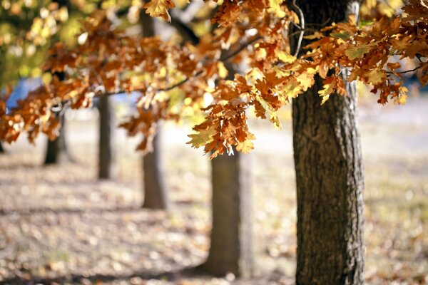 Allée de chêne avec des feuilles d automne