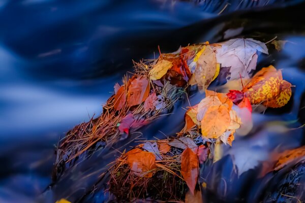 Yellow leaves float on the stream