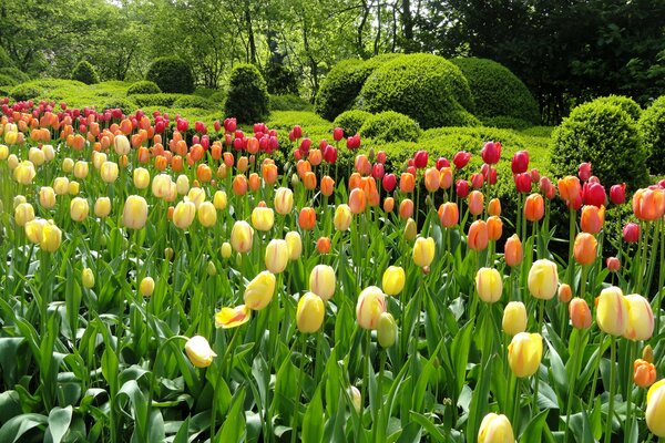 Green tulip garden with round bushes