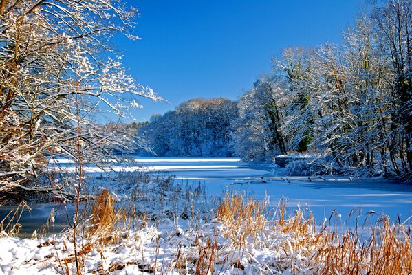 Rivière en hiver parmi les arbres