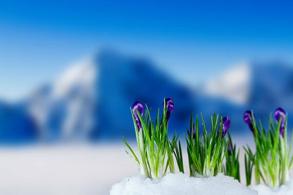 Krokusse mit Schneeverwehungen auf dem Hintergrund eines schneebedeckten Berges