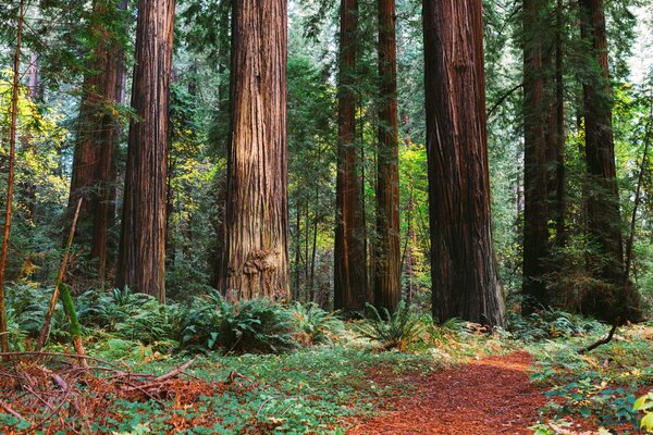 Enormi tronchi d albero nella foresta estiva