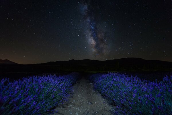 The starry sky. Lavender field