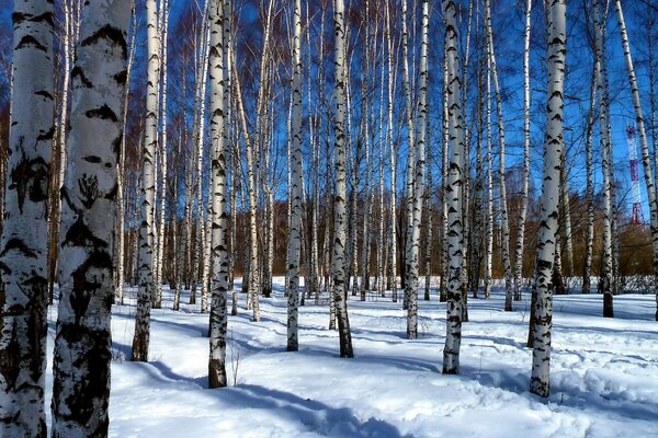 Bosque de abedul en invierno nevado