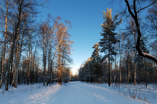 Russian winter. Frosty air