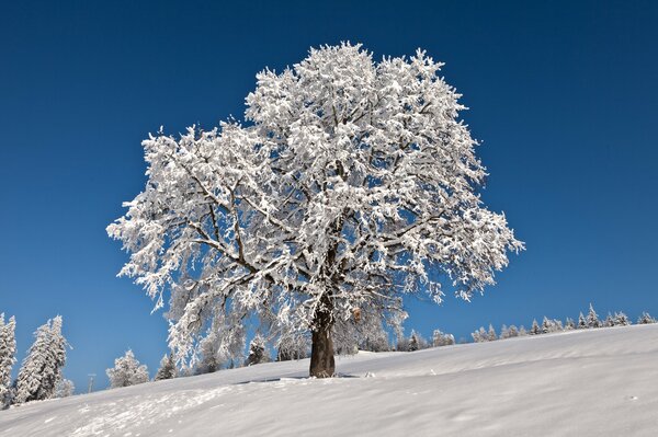 Schneebedeckten Baum auf blauem Himmel Hintergrund