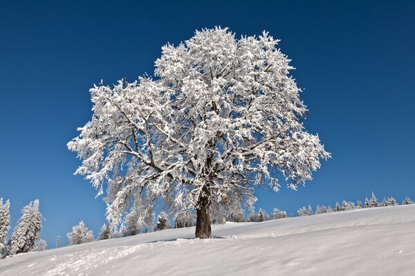 Árbol cubierto de nieve contra el cielo azul