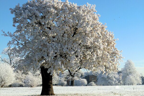 Ein Baum im Frost steht in einem sauberen Feld