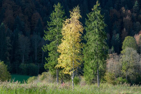 Herbst. drei Bäume auf einem dunklen Waldhintergrund