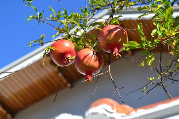 Ripe pomegranate on a tree branch