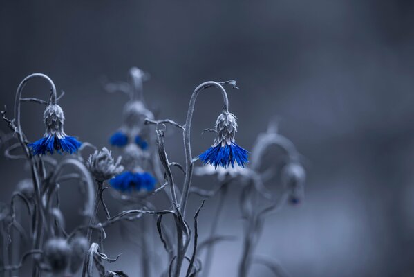 Field cornflower in the side