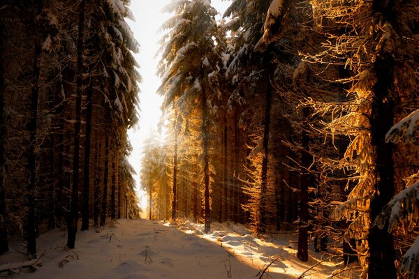 Atmospheric coniferous snow forest